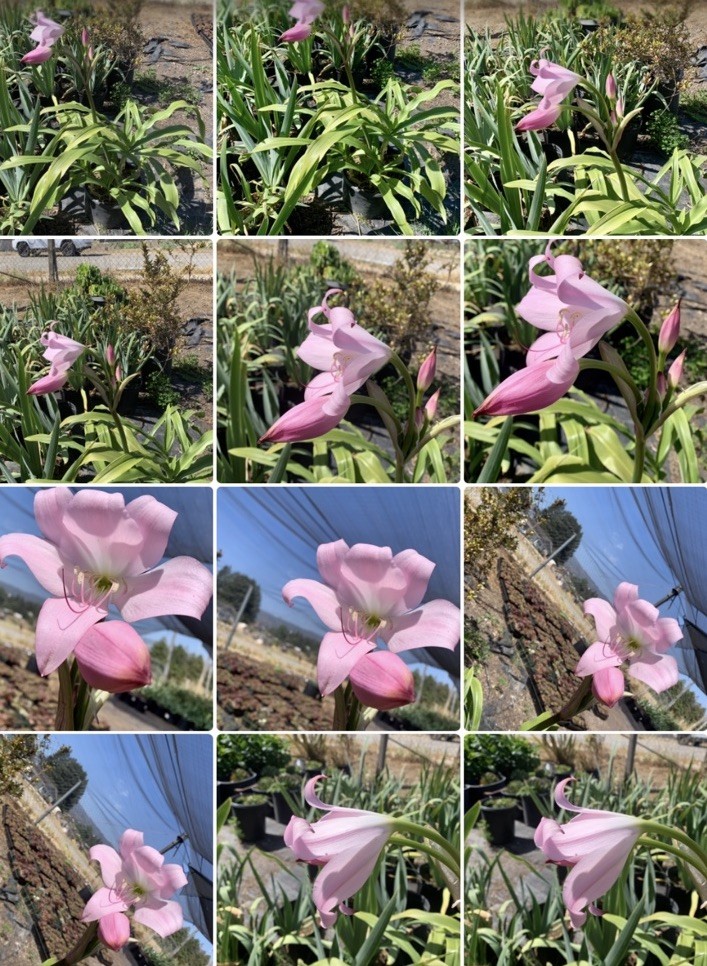 Crinum x Powellii Pink California Lily 1 Jumbo 4-5” Blooming Age Bulb Fragrant