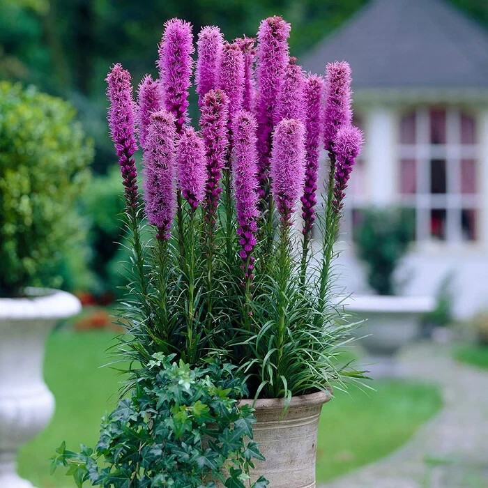 GAYFEATHER BLAZING STAR FLOWER SEEDS FREE SHIPPING 25 FRESH SEEDS Garden Pots