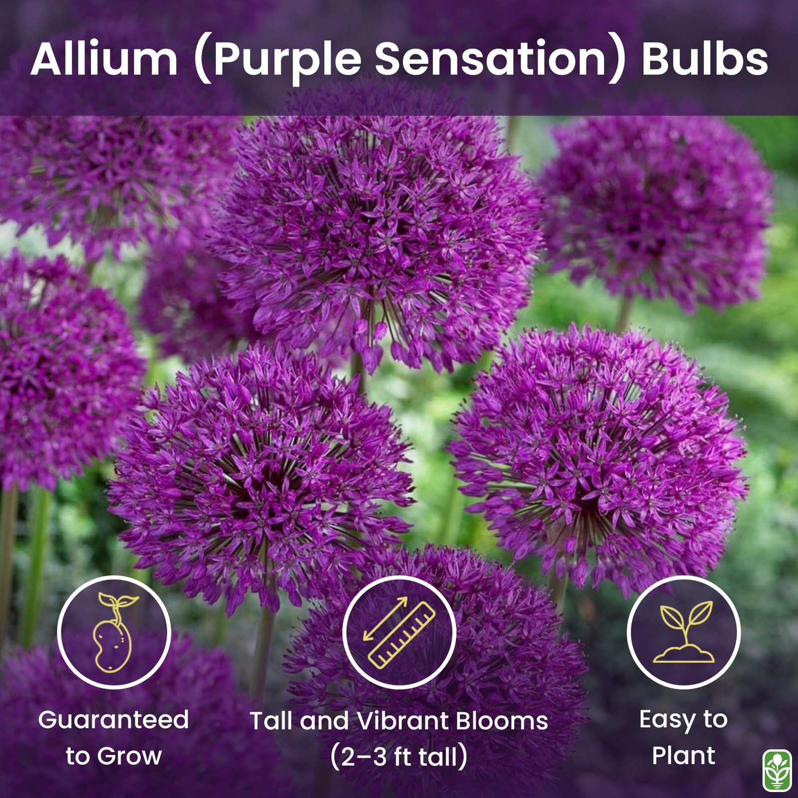 Allium Bulbs for Planting – 5 Large Bulbs – Purple Sensation Plant 30″- Alliu…