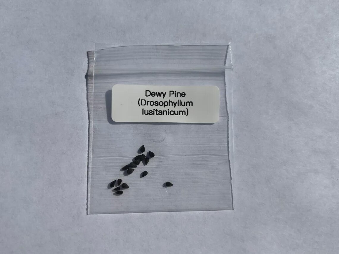 Dewy Pine Seeds (Drosophyllum lusitanicum) Carnivorous Plant Seeds 15 Pack