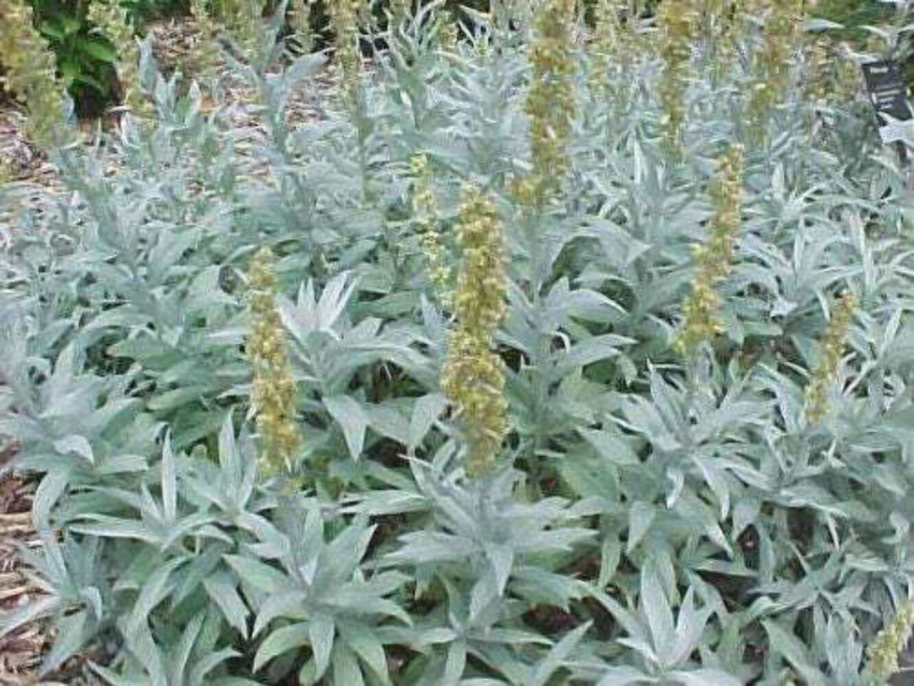200 PRAIRIE SAGE Wormwood Fringed Sagebrush Sagewort Artemisia Ludovician Seeds