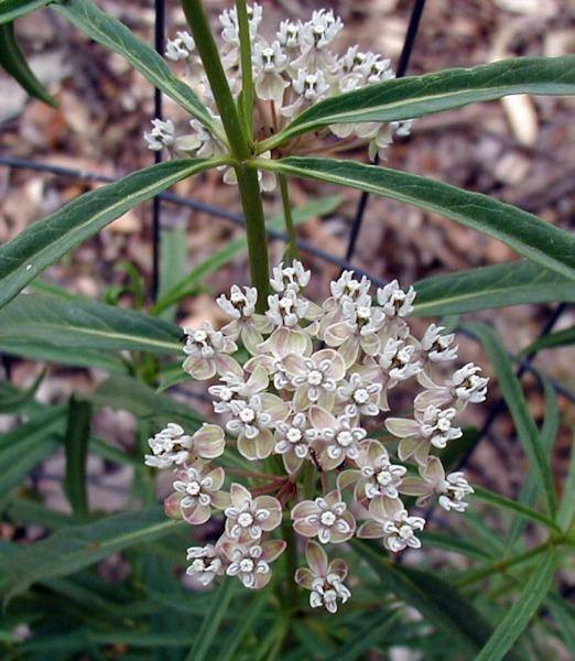 Asclepias fascicularis | Narrow-Leaf Milkweed | 25 Seeds
