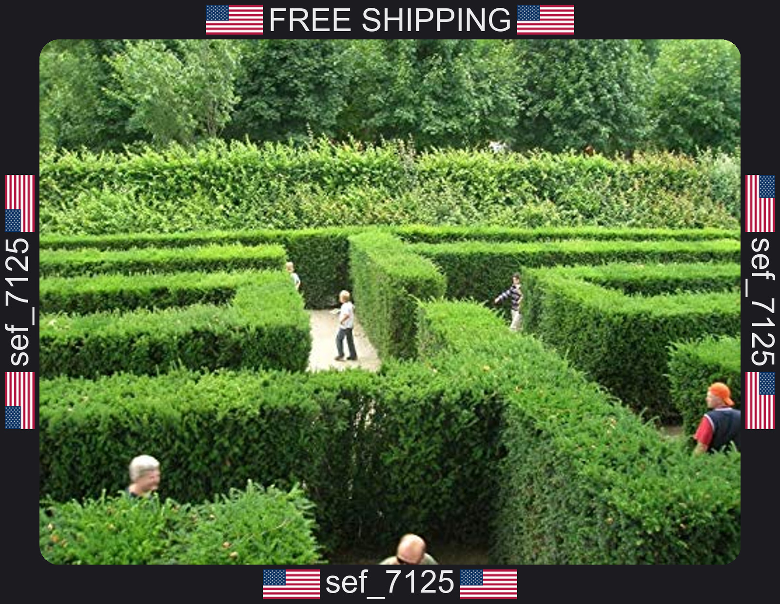 Maze Plant Seeds- English Yew Tree – 20 Seeds