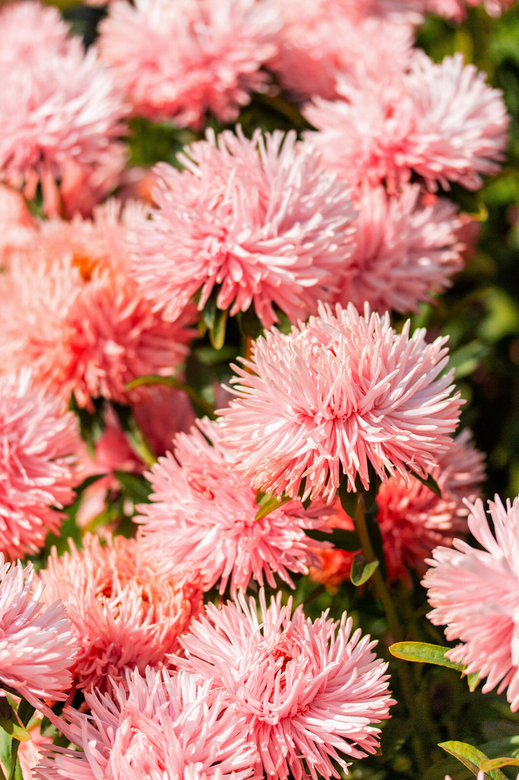 30 SALMON NEEDLE ASTER Callistephus Chinensis Unicom Flower Seeds *Flat S/H