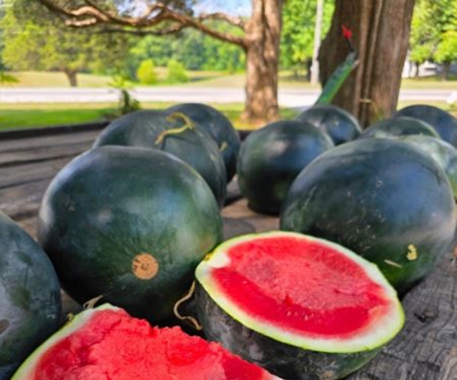 BLACK DIAMOND WATERMELON SEEDS, Heirloom, A Favorite Watermelon for Generations
