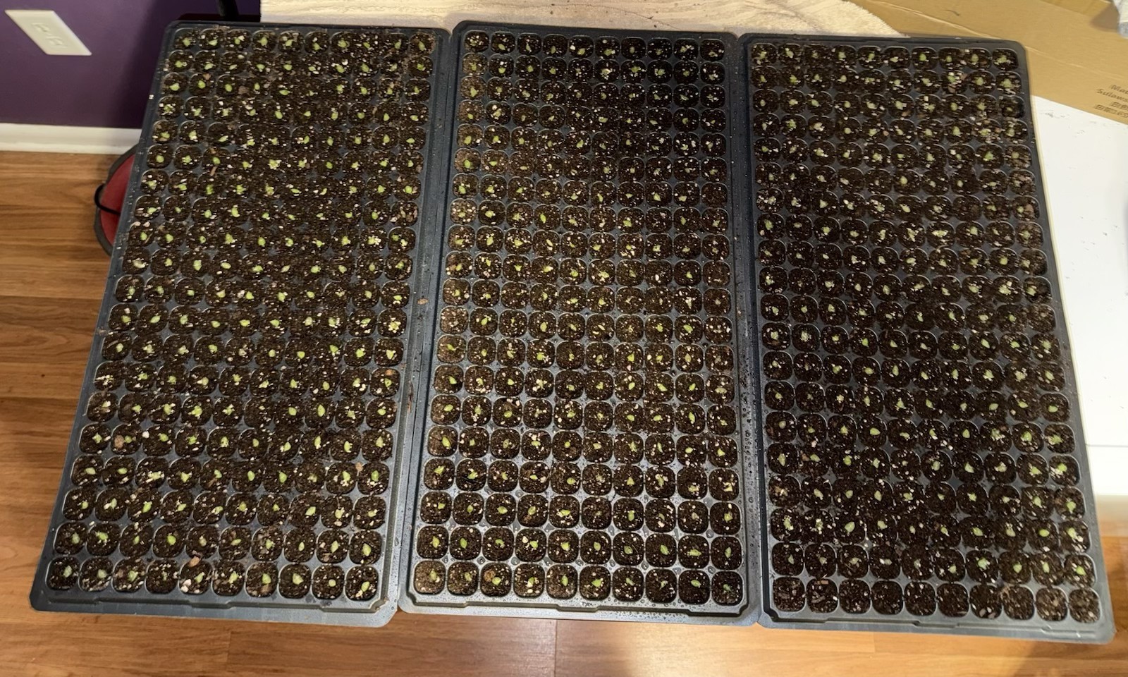 500+ Fresh Organic Arizona Saguaro Cactus Seeds – Carnegiea Gigantea