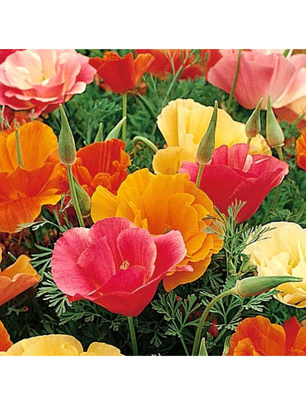 500 SEEDS – poppy CALIFORNIA – MISSION bells mix – GroCo – BUY ANY 15-SHIPS FREE