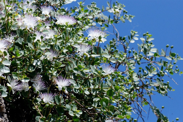 Capparis spinosa Caper Bush 20 seeds