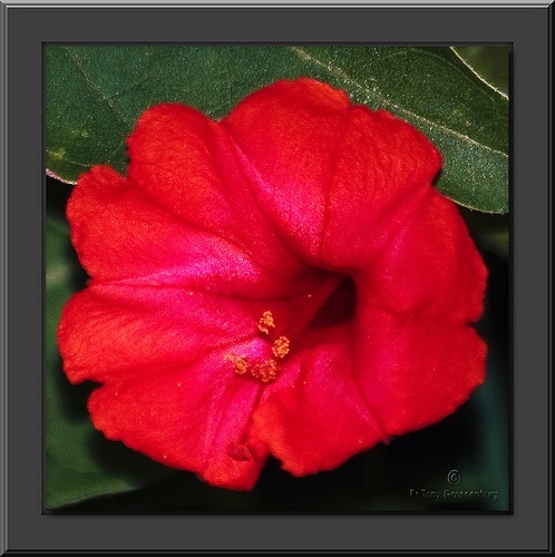 NEW! 40+ SCARLET RED FOUR O CLOCK FLOWER SEEDS / MIRABILIS JALAPA / PERENNIAL