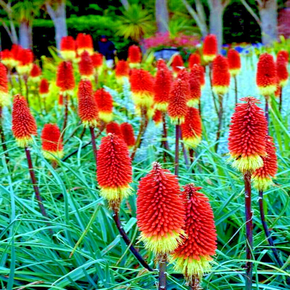 20 “RARE DWARF” FIRE DANCE Torch Lily Flower Seeds Kniphofia hirsuta Hardy Plant