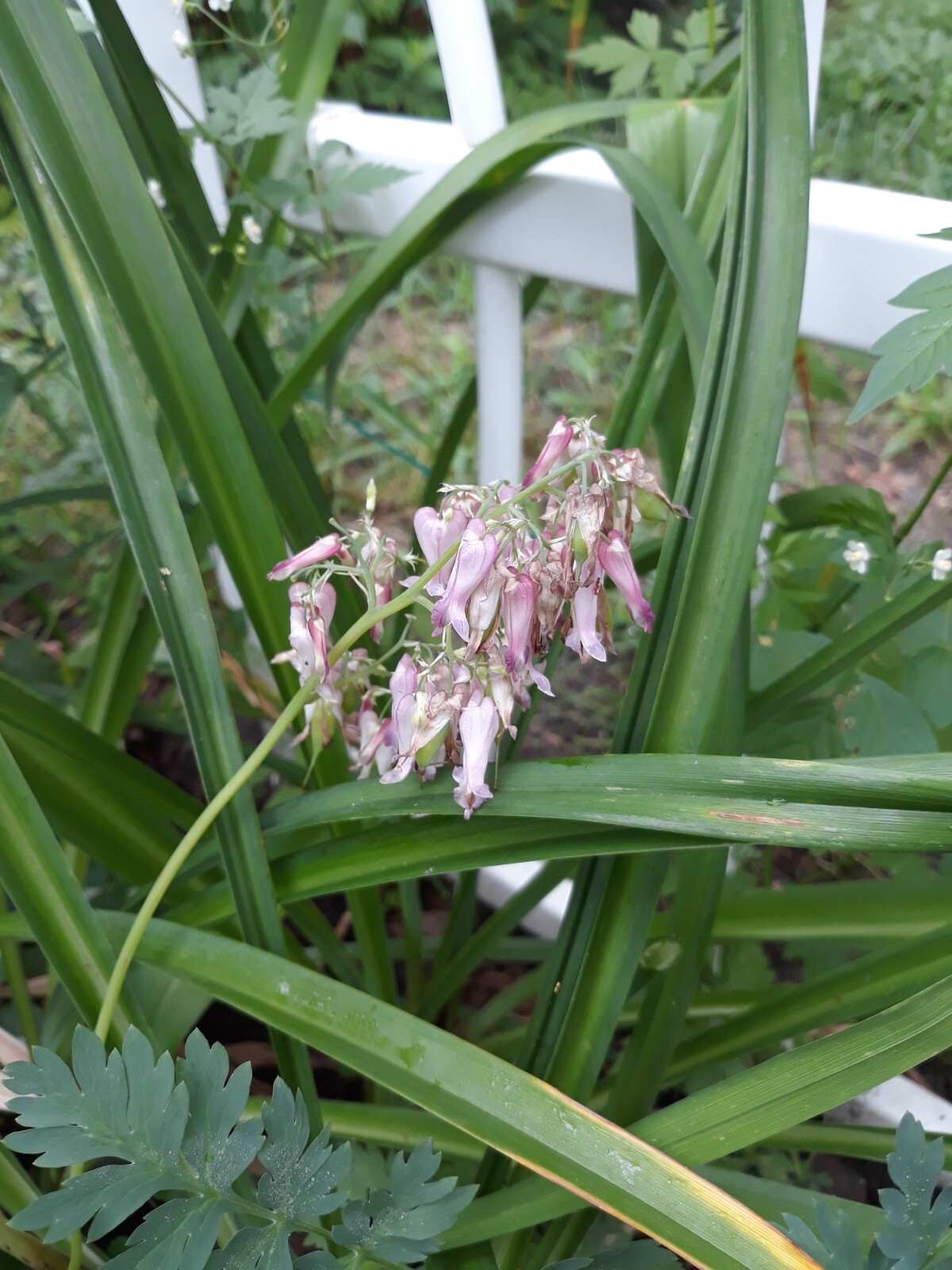 Fernleaf Bleeding Heart/Dicentra eximia pink seeds