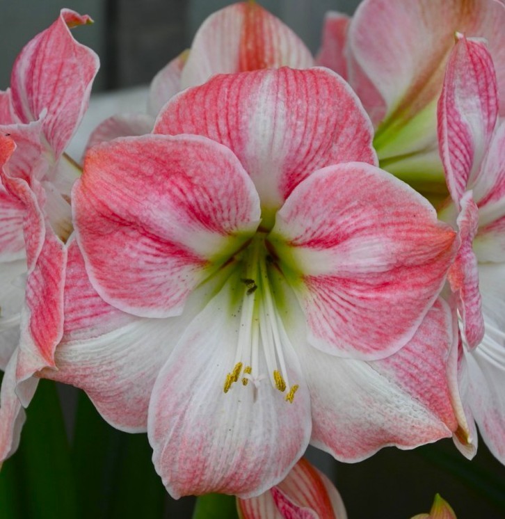 Cherry Blossom Song Flowering Amaryllis Spectacular Flower Bulb, Check our Store