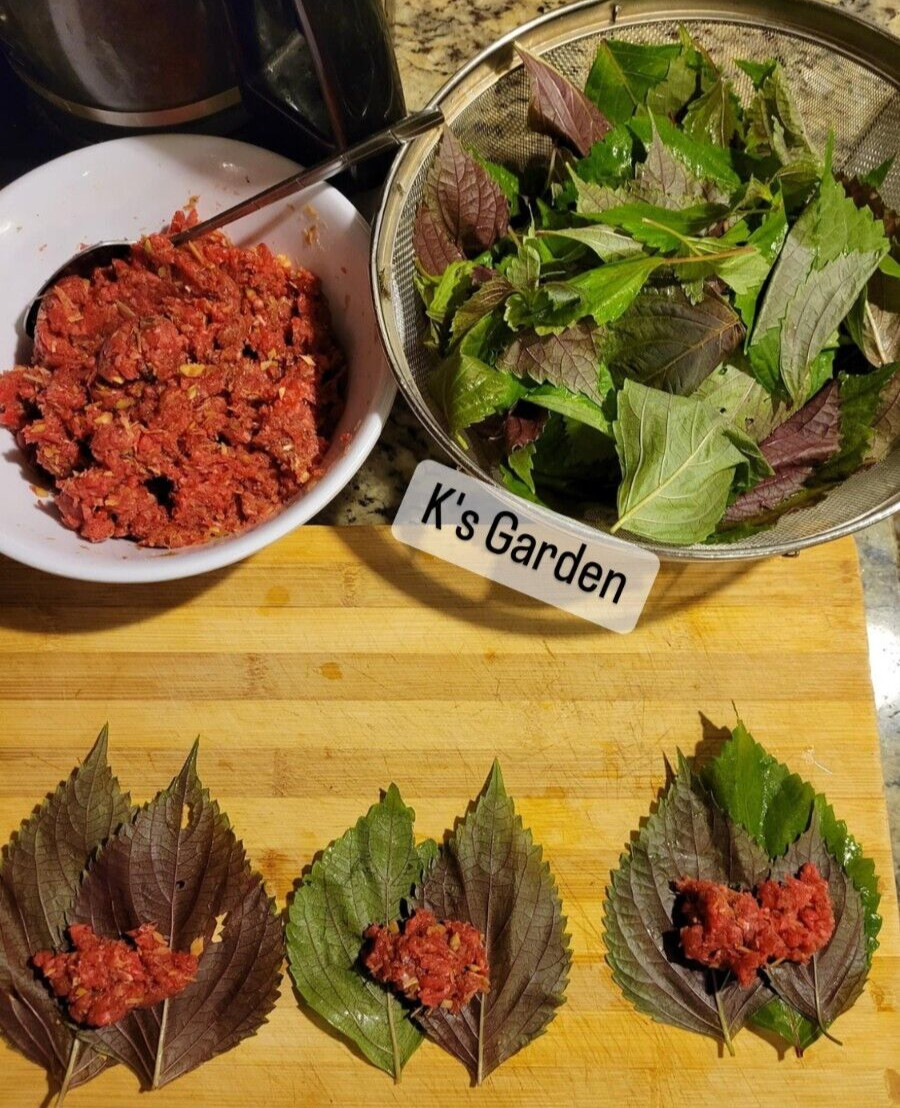 SHISO, PERILLA, ZISU SEEDS, HẠT TÍA TÔ (700+ pcs)