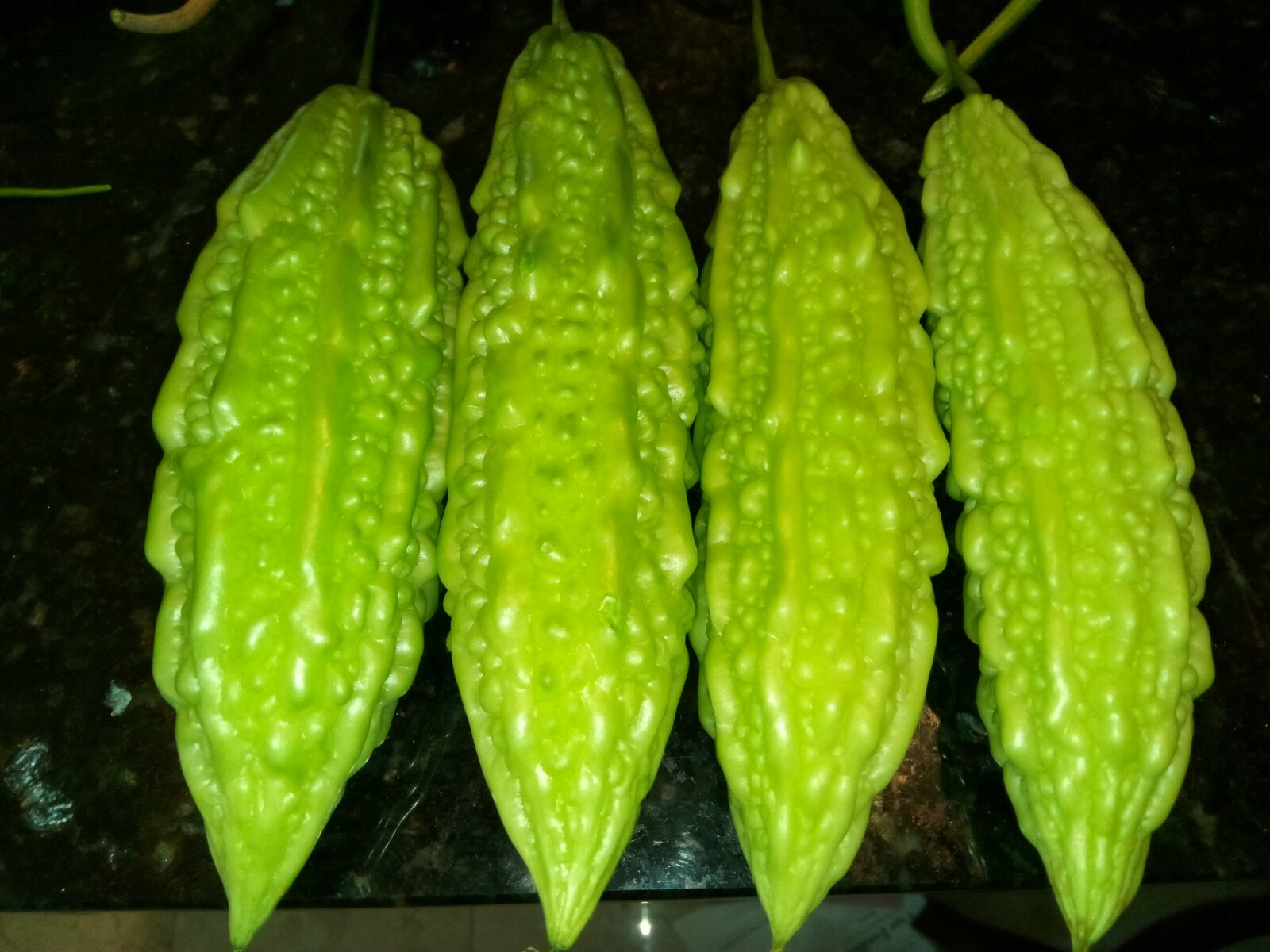 10 Bitter Melon/Balsam Pear/Bitter Gourd Seeds,Pale green variety(Annual).