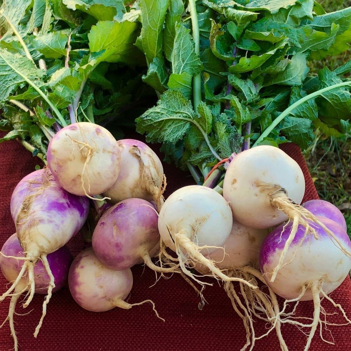 Purple Top White Globe Turnip Seed – NON-GMO Brassica Cover Crop & Food Plot