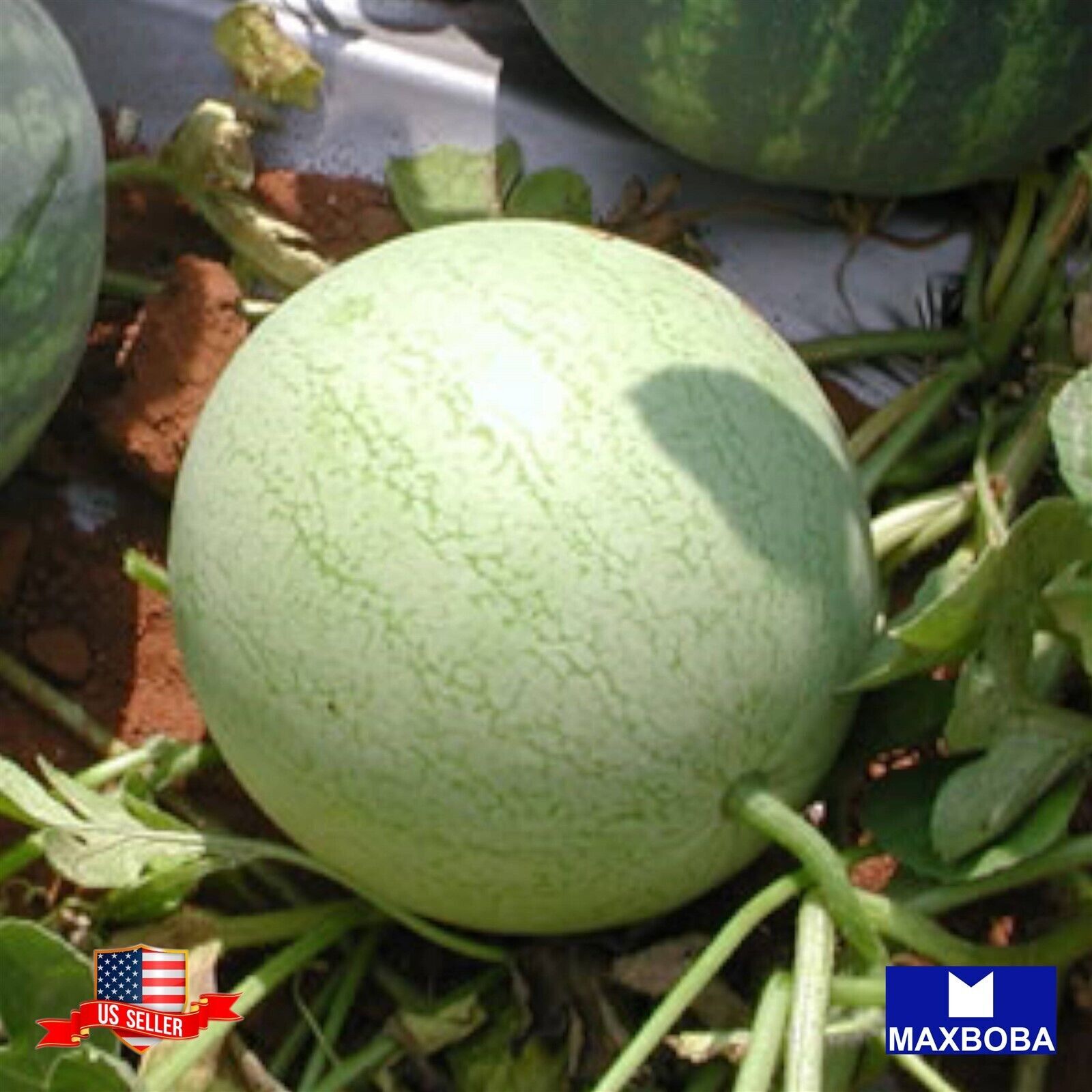 15+ Gourd Seeds Oblong Heirloom Vegetable Non-GMO BOGO 50% OFF