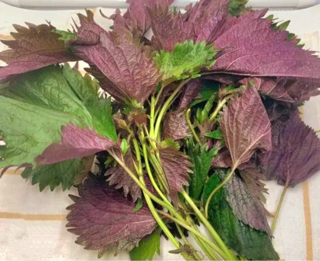 Purple Shiso Seeds, Perilla frutescens, Asian Culinary Chinese basil Red Mint
