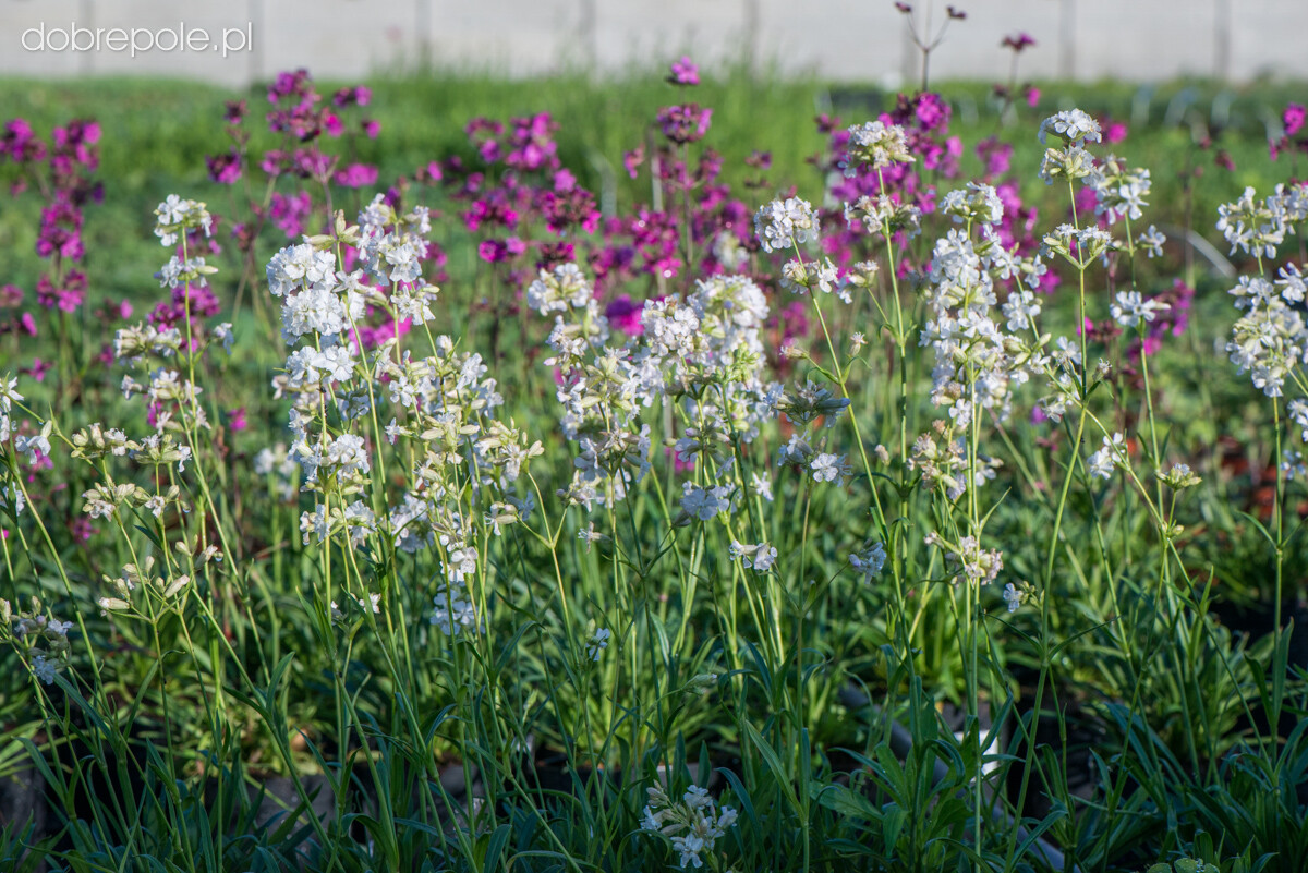 Lychnis Viscaria Alba – Snowbird seed