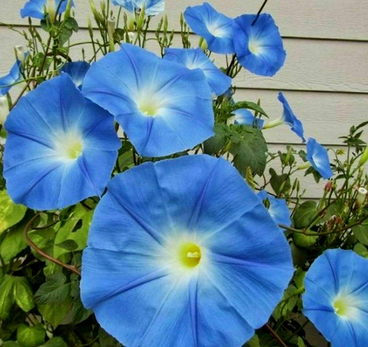335 Heavenly Blue Morning Glory Refrigerated Seeds~Fresh Crops-No Poison Coating