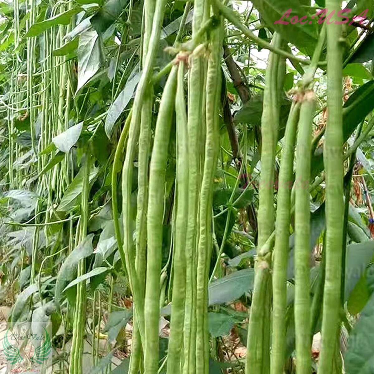 Yardlong Bean, Asparagus Bean, Snake Bean, Chinese Long Bean SEEDS | Non-GMO