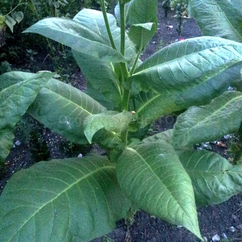 1000 Burley Tobacco Seeds ~ Heirloom Nicotiana Tabacum ~ Flavorful ~ Huge