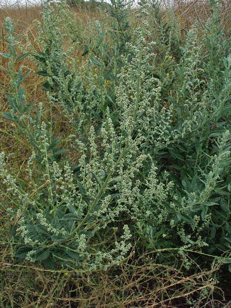 Artemisia douglasiana | California Mugwort | 50 Seeds