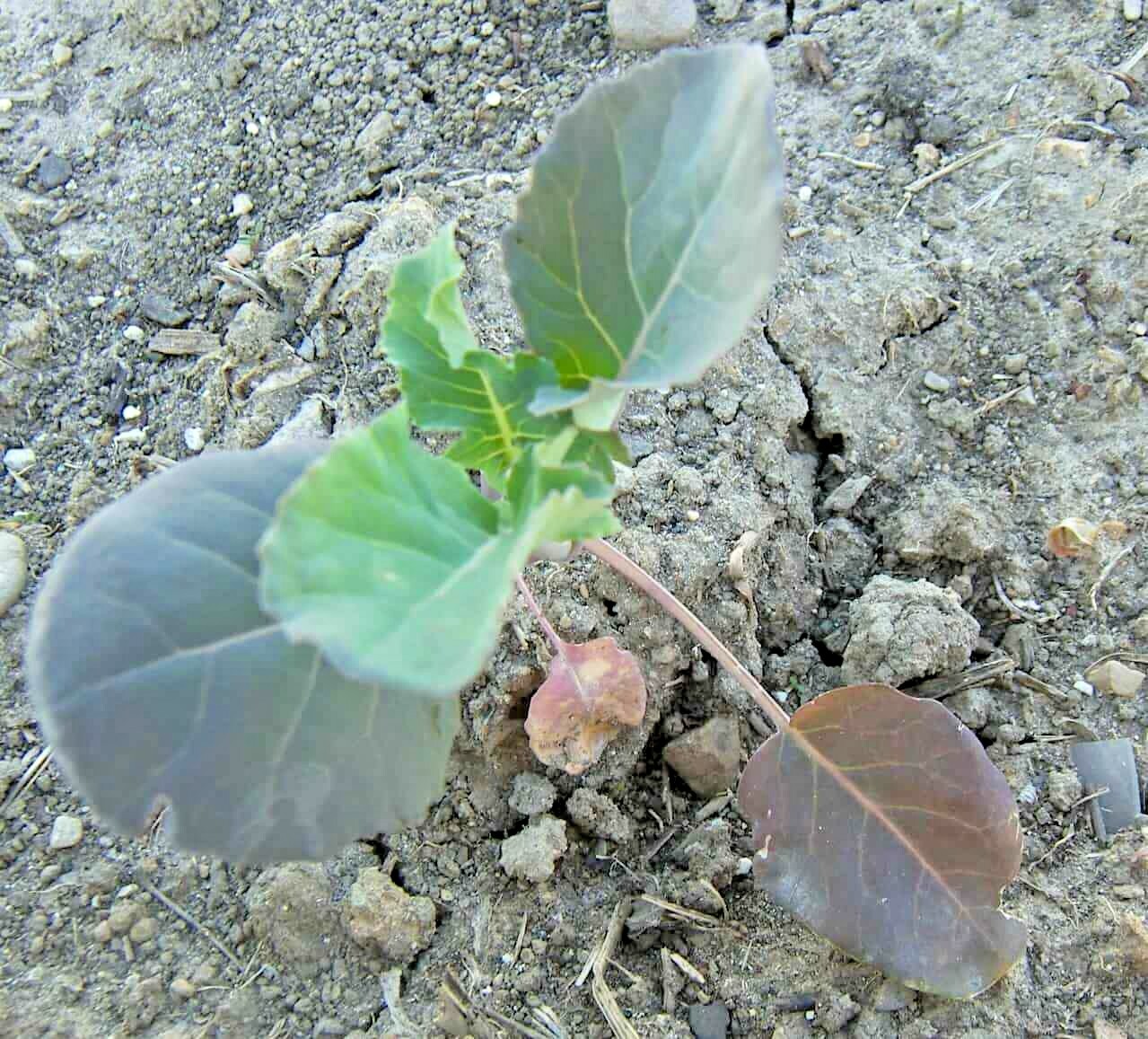 301+Waltham 29 BROCCOLI Seeds Organic Heirloom Cool Season Vegetable Garden Easy