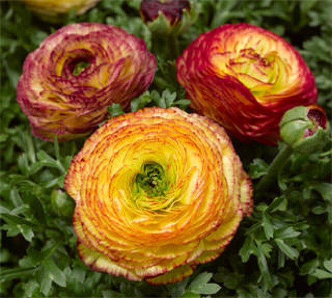 Ranunculus Seeds Mache Lemon Rose Shades 25 Pelleted Seeds