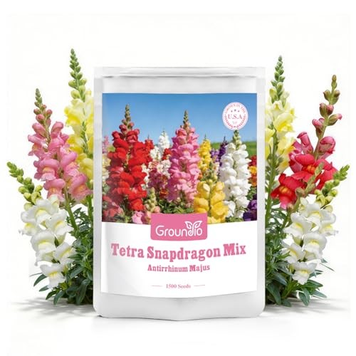 1500+ for USDA 1-12 Planting, 18-24’’ Tall Snap Tetra Mix Snapdragon Seeds