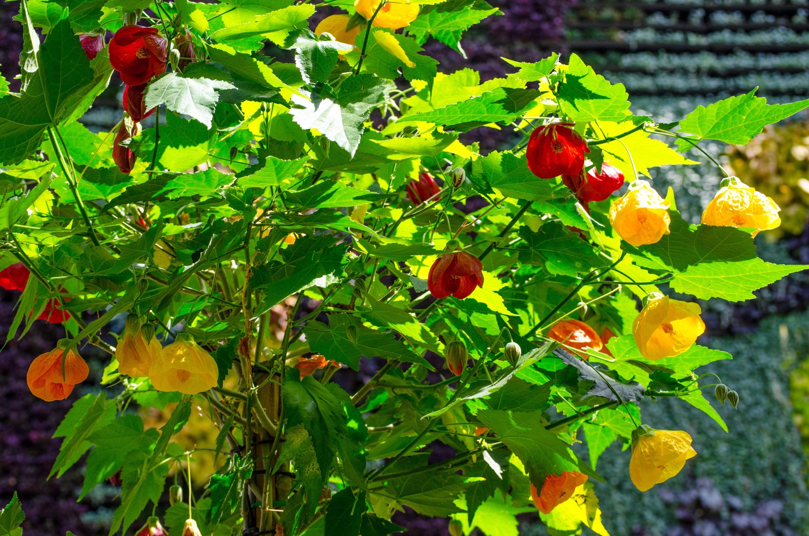 30 Mixed Colors FLOWERING MAPLE Abutilon Hybridum Chinese Bell Flower Tree Seeds