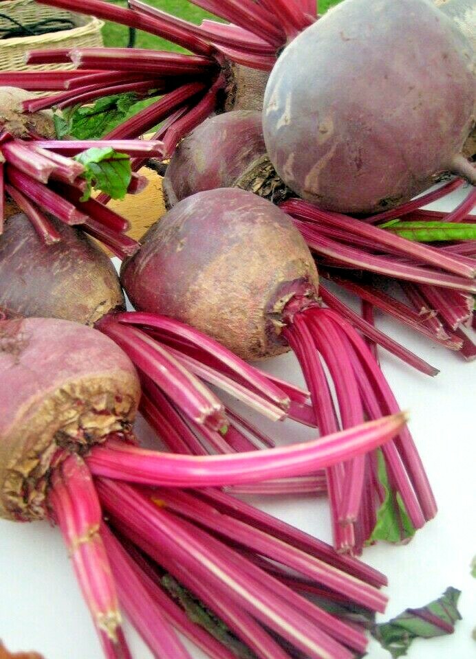 200+ DETROIT BEET SEEDS SPRING GARDEN BEETROOT NON-GMO VEGETABLE HEIRLOOM USA