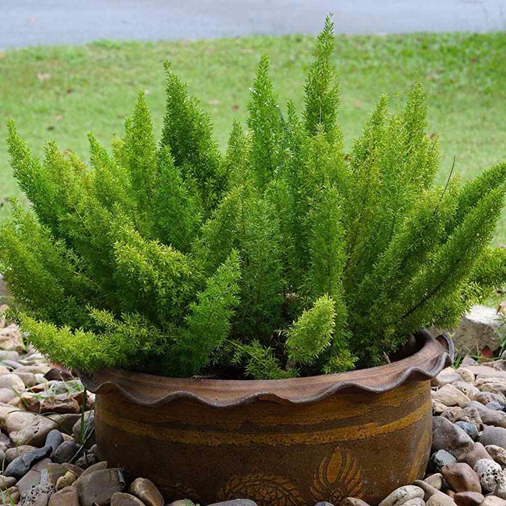 20 Seeds Asparagus Fern Meyeri Seeds – Asparagus Foxtail Flower Seed
