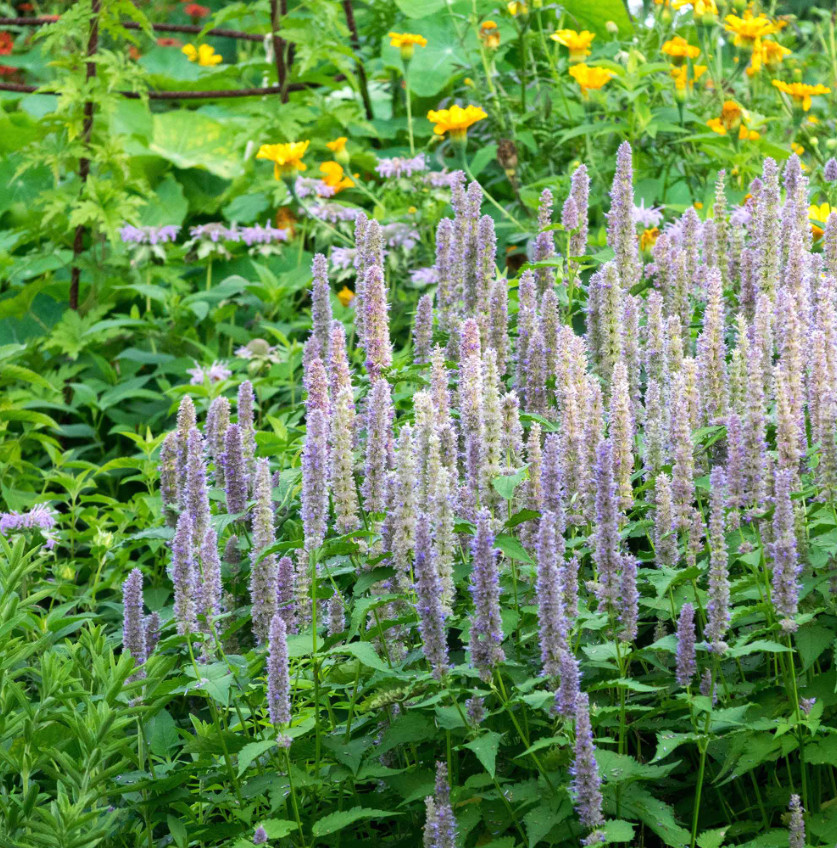 Hyssop GIANT LAVENDER BLUE Agastache Perennial Bees & Hummingbirds 200 Seeds