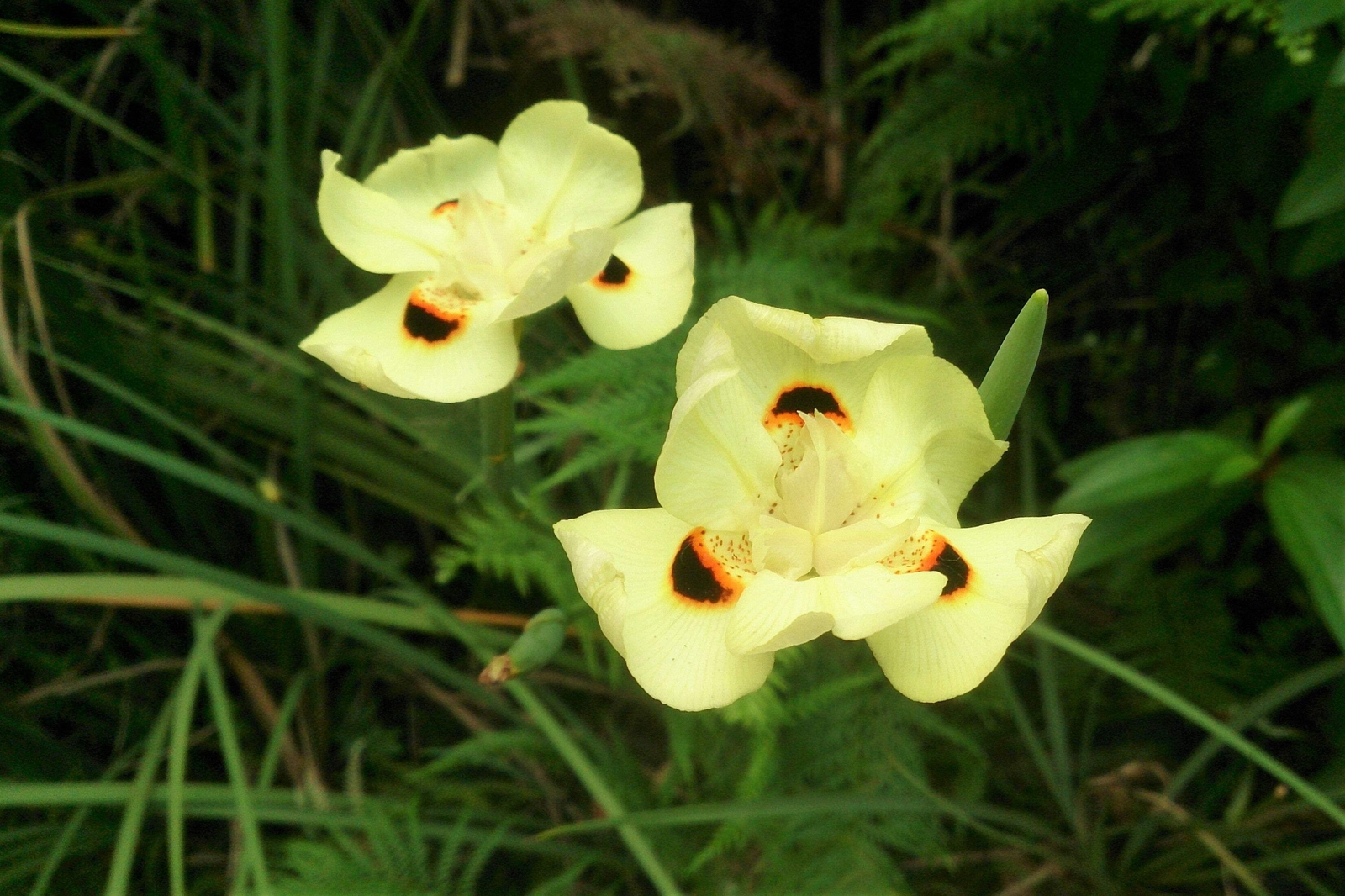 20 YELLOW AFRICAN IRIS Fortnight Lily Dietes Bicolor Butterfly Flag Flower Seeds