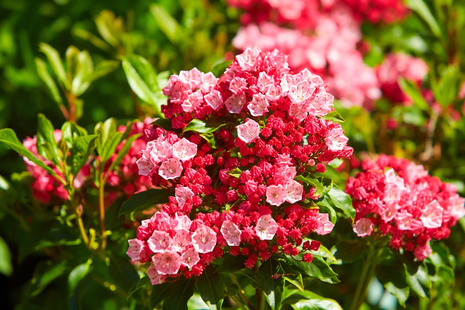 50 MOUNTAIN LAUREL White Pink Red Kalmia Latifolia Shrub Bush Seeds