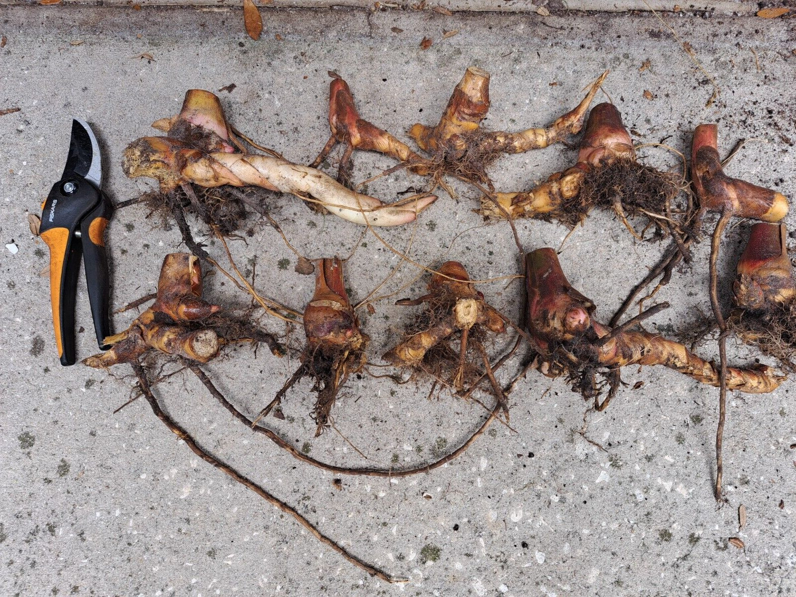 Lot of 10 Shell Ginger Rhizomes Alpinia Zerumbet Porcelain Lily Exotic Flower