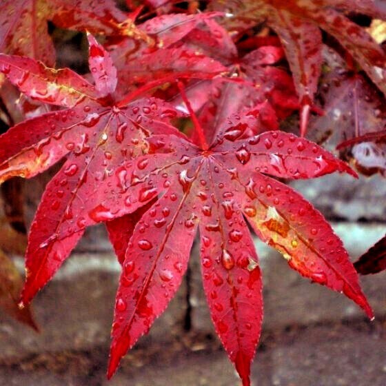 10 DWARF Japanese Red Linear Leaf Maple Tree Seeds Acer Scolopendrifolium Bonsai