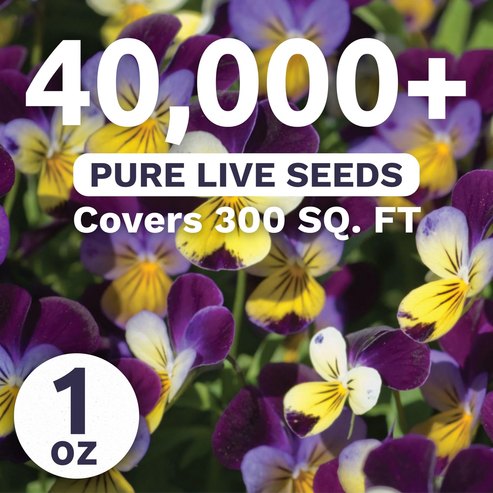 Viola – Johnny Jump-Up – Bulk 1 Ounce Pouch – 40,000 Flower Seeds for 1