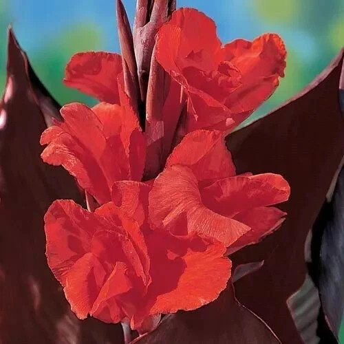 6 – KING HUMBERT Canna Lily Rhizomes bulbs purple/green Leaf, red/orange flowers
