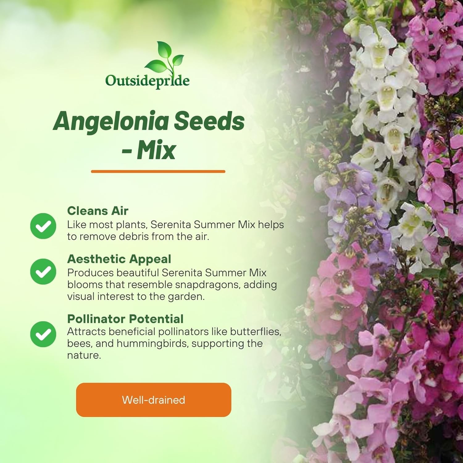 30 Seeds Drought Tolerant Angelonia Serenita Garden Flower Plant Seed Mix
