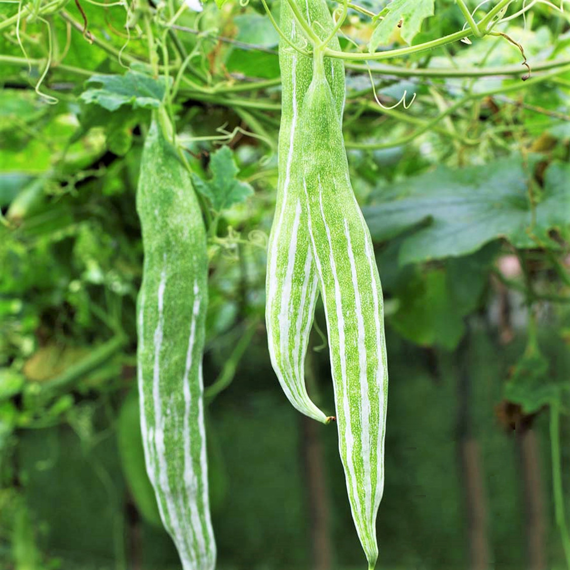 Buag Ngu Snake Gourd |White Striped Green Serpent Luffa Squash Bitter Melon 2024