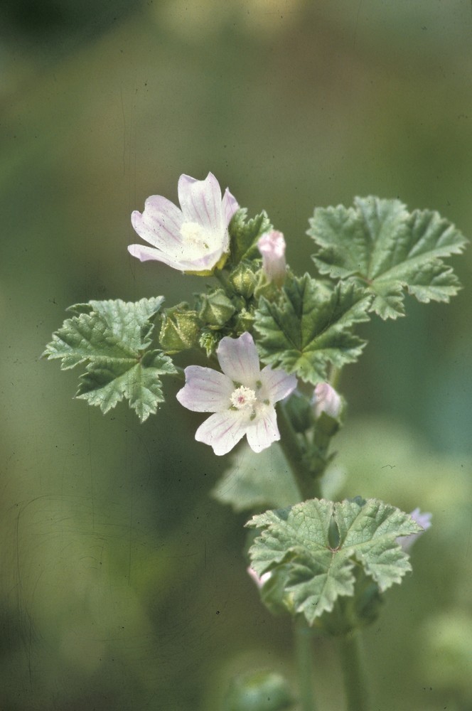 500 Common Mallow (Malva neglecta) Seeds – Hardy Pink Wildflower – Easy Grow Gr