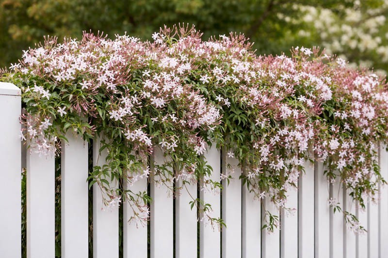 100 Star Jasmine Seeds Climbing Vine Fragrant Flower Cold Hardy Garden Planting