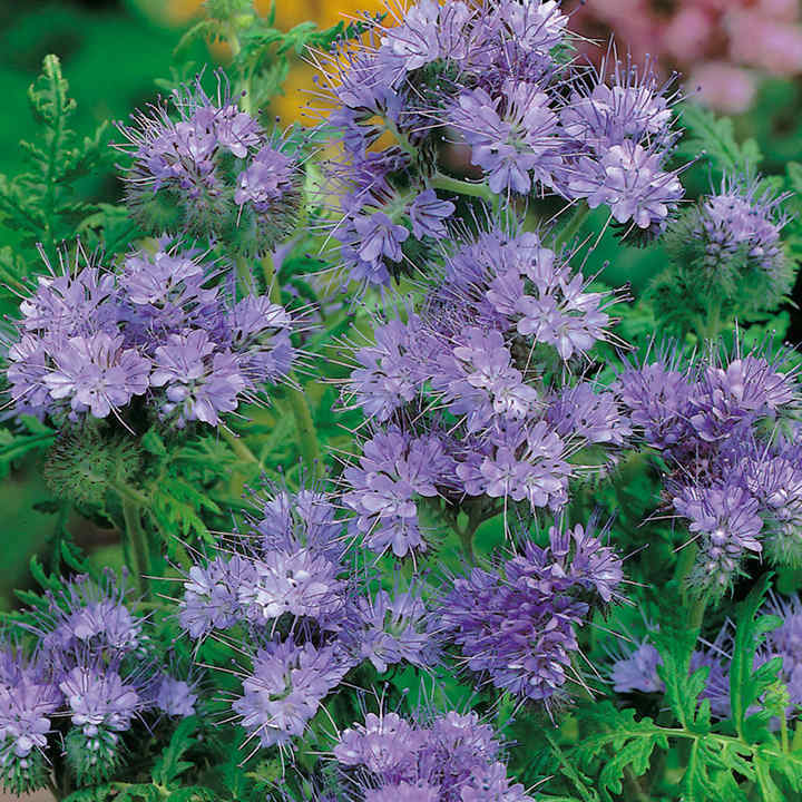 300+ LACY PHACELIA SEEDS Phacelia Tanacetifolia cover crop, attract pollinators