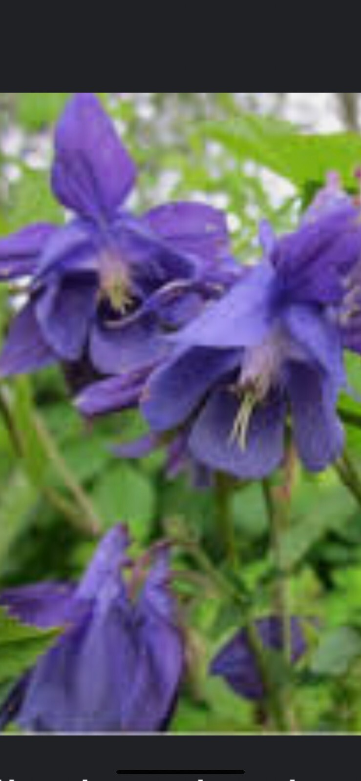 100+ Columbine Seeds 2024 Mixed Blue Purple Pink Flower Spring Perennial in USA