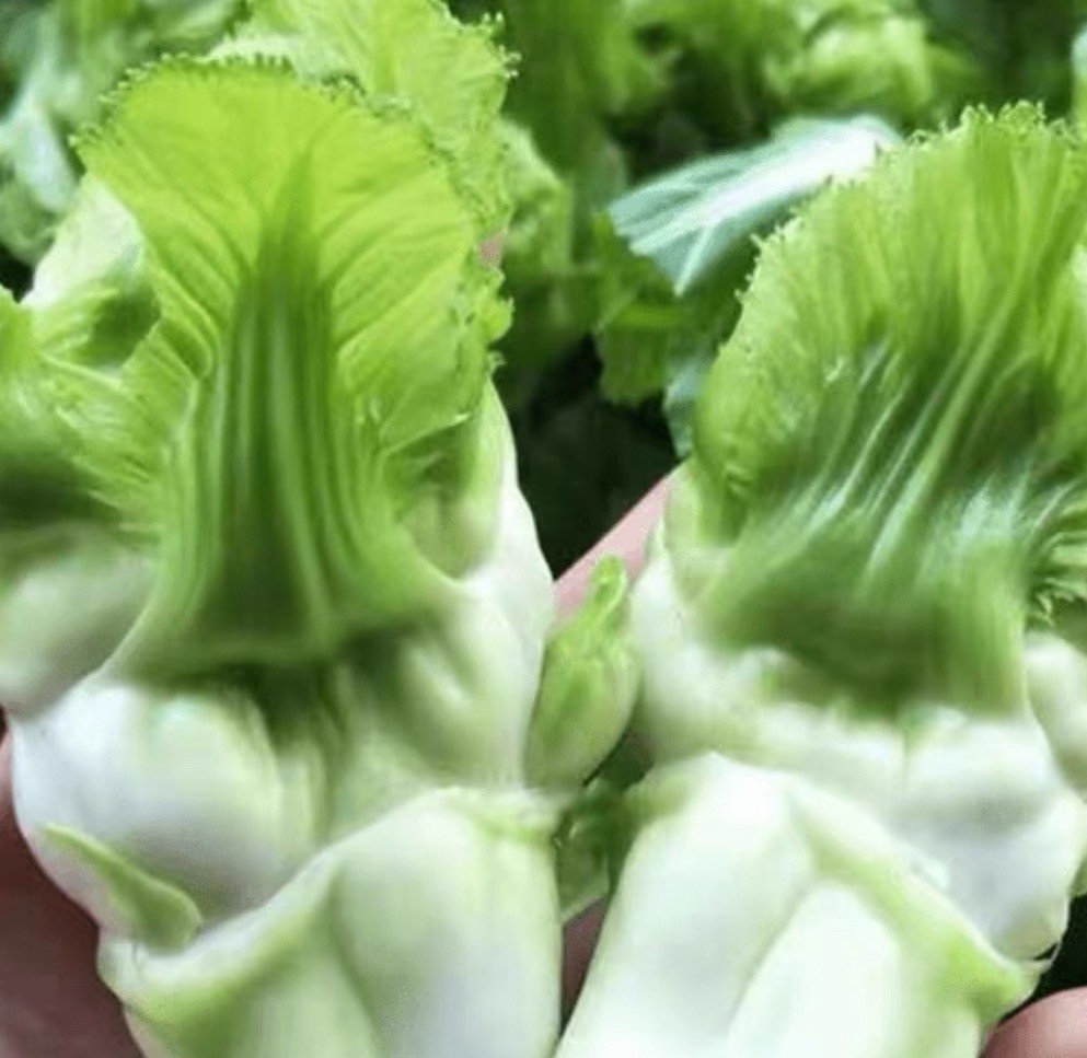 300+ Asian Gemmifera Lee&Lin Baby Mustard Non-GMO Seeds.300多粒儿菜(抱子芥）非转基因种子2025年产
