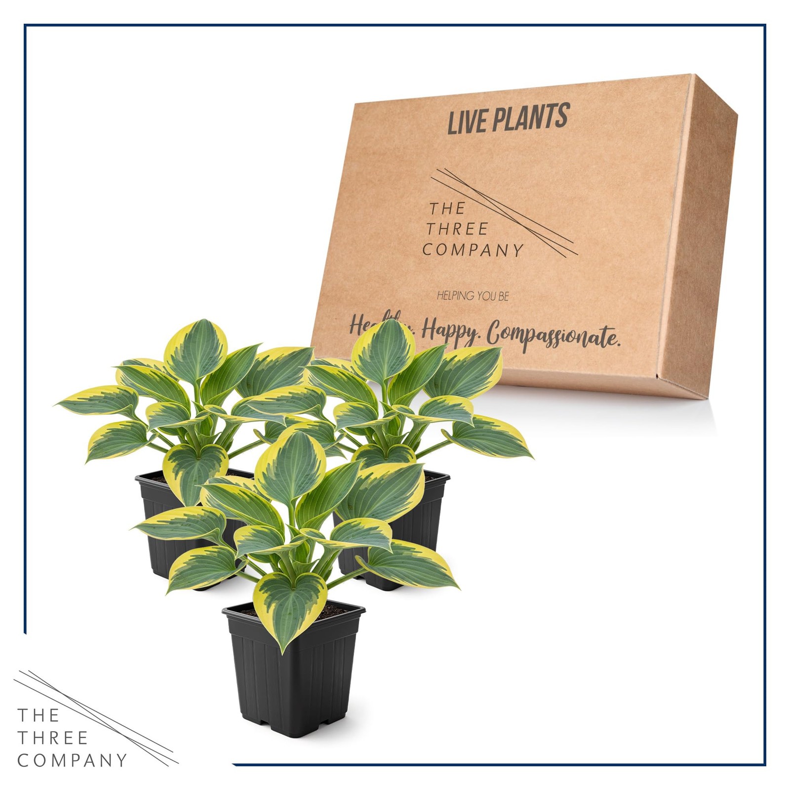 Hosta Plants First Frost Variety, 3 Per Pack, 10″ Tall, 1 Qt Pot