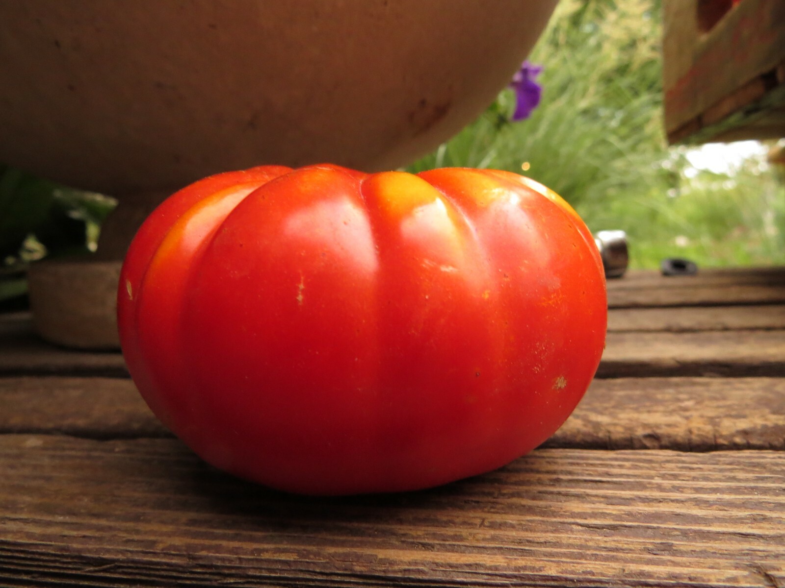 Marilyn’s Best – reliable and flavorful red slicer