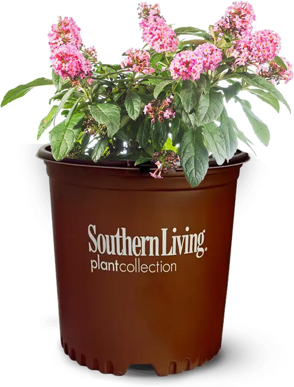 Butterfly Candy Li’L Taffy Butterfly Bush in 1 Gallon Grower’S Pot | Live, Pink