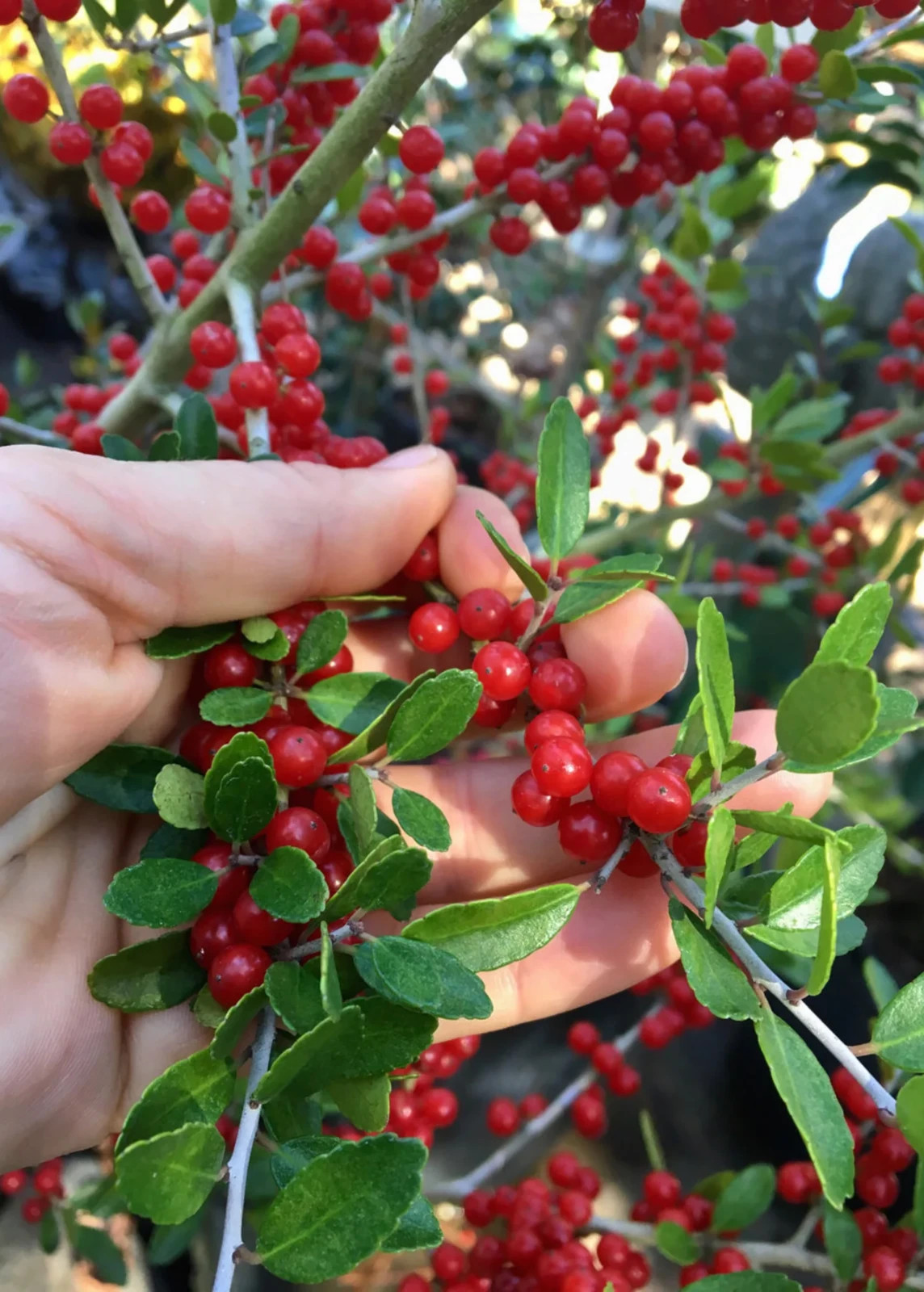 100+ Organic Yaupon Holly Seeds Natural Caffeine Tea Plant Coffee Alternative